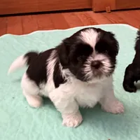 Oreo - black/white, a male Shih Tzu for sale in Wentzville, MO – 7 of 10