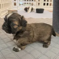 Hunk, a male Shih Tzu for sale in Wentzville, MO – 4 of 7