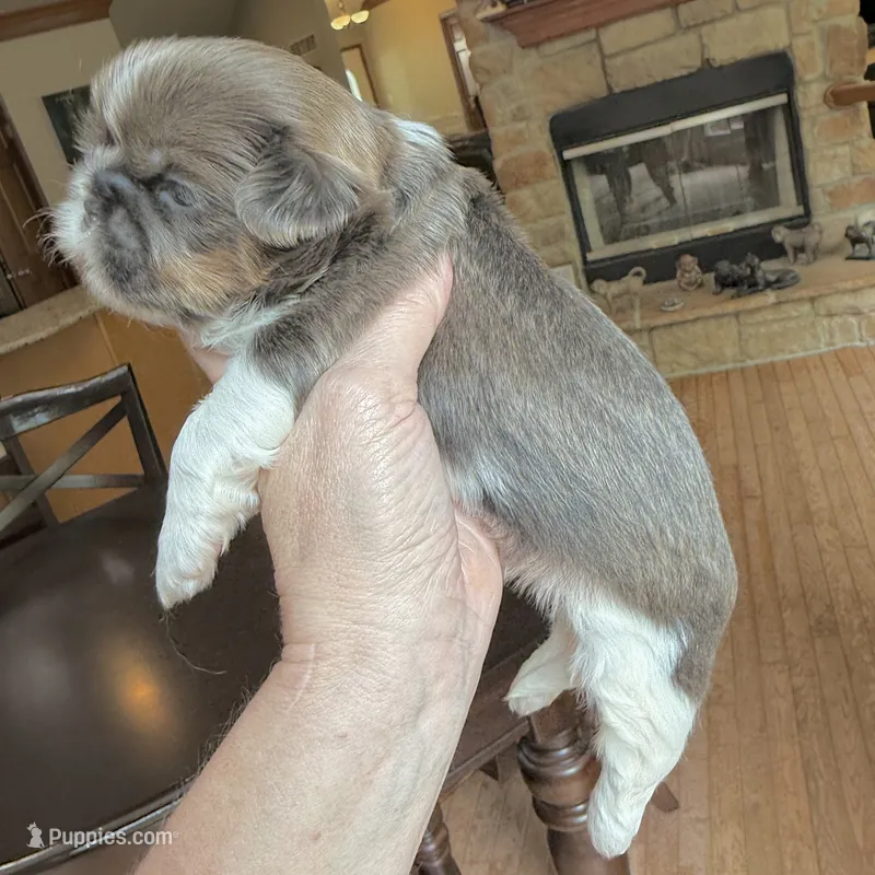 Blue Spark – Shih Tzu puppy for sale in Wentzville, MO