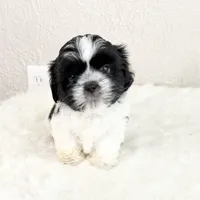 Snoopy - black/white, a male Shih Tzu for sale in Wentzville, MO – 2 of 7