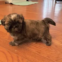 Hunk, a male Shih Tzu for sale in Wentzville, MO – 5 of 7