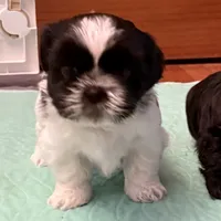 Oreo - black/white, a male Shih Tzu for sale in Wentzville, MO – 8 of 10
