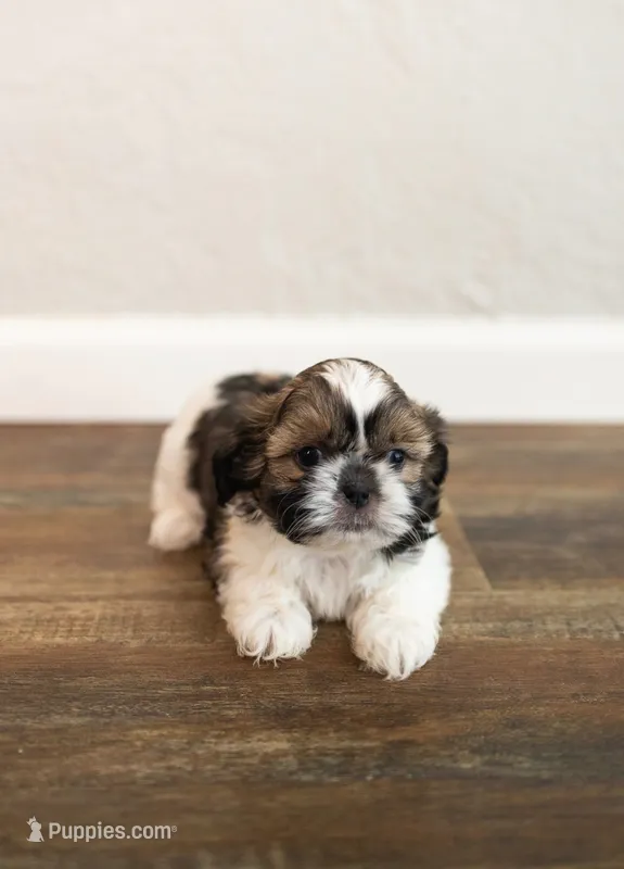 Sable/white – Shih Tzu puppy for sale in Wentzville, MO