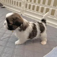 White/sable, a male Shih Tzu for sale in Wentzville, MO – 2 of 8