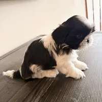 Blue eyes, a female Shih Tzu for sale in Wentzville, MO – Photo 5 of 5