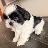 Blue eyes, a female Shih Tzu for sale in Wentzville, MO – Photo 1 of 5