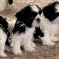 Blue eyes, a female Shih Tzu for sale in Wentzville, MO – Photo 3 of 5