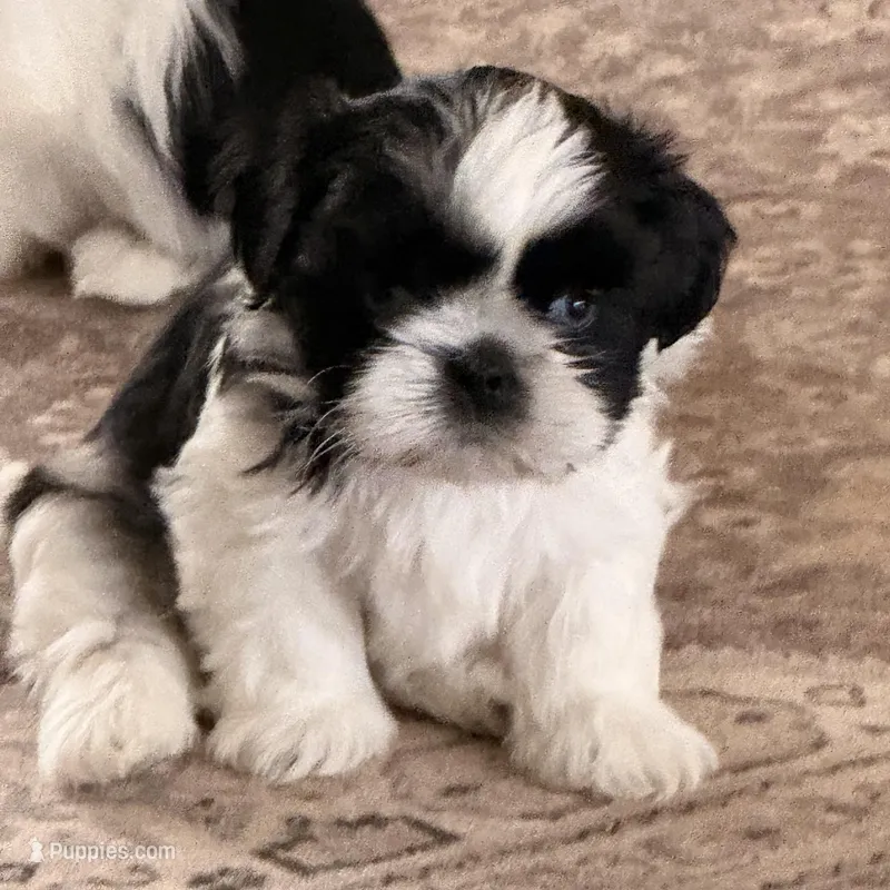 Blue eyes – Shih Tzu puppy for sale in Wentzville, MO