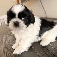 Blue eyes, a female Shih Tzu for sale in Wentzville, MO – Photo 4 of 5