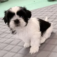 Blue eyes, a female Shih Tzu for sale in Wentzville, MO – Photo 2 of 5