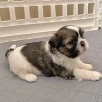 Sable/white, a male Shih Tzu for sale in Wentzville, MO – 3 of 9