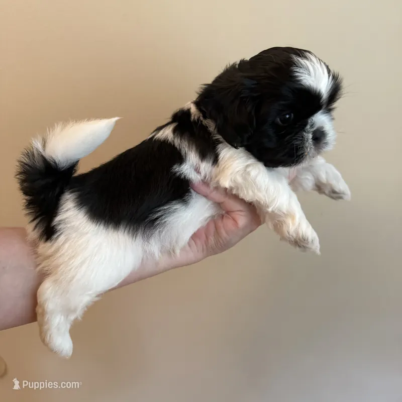 Oreo – Shih Tzu puppy for sale in Wentzville, MO