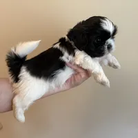 Oreo, a male Shih Tzu for sale in Wentzville, MO – 1 of 4