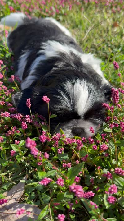 Snoopy - black/white, a male Shih Tzu for sale in Wentzville, MO – 7 of 7