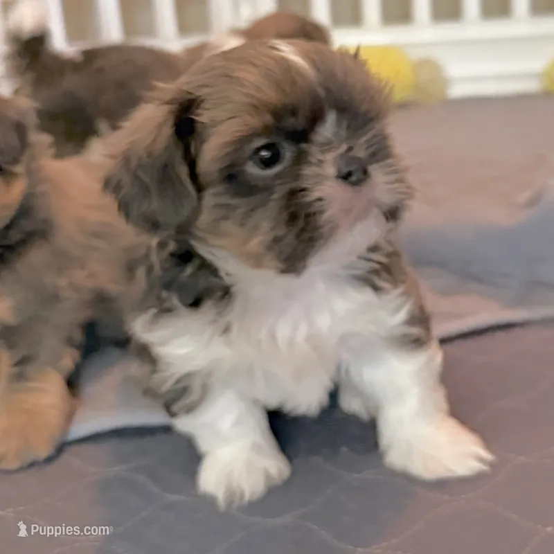 Blue Spark – Shih Tzu puppy for sale in Wentzville, MO