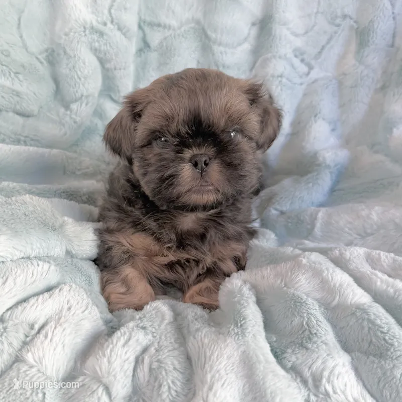 Blue Nugget – Shih Tzu puppy for sale in Wentzville, MO