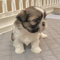 Sable/white, a male Shih Tzu for sale in Wentzville, MO – 6 of 9