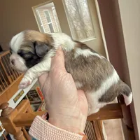 Brindle girl, a female Shih Tzu for sale in Wentzville, MO – Photo 2 of 5