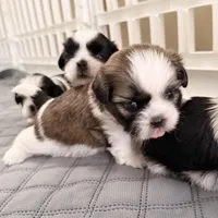 Sandy brindle girl, a female Shih Tzu for sale in Wentzville, MO – Photo 5 of 5