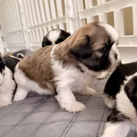 Sandy brindle girl, a female Shih Tzu for sale in Wentzville, MO – Photo 3 of 5