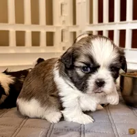 Sandy brindle girl, a female Shih Tzu for sale in Wentzville, MO – Photo 1 of 5
