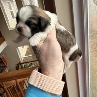 Brindle girl, a female Shih Tzu for sale in Wentzville, MO – Photo 4 of 5