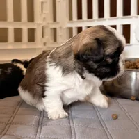 Sandy brindle girl, a female Shih Tzu for sale in Wentzville, MO – Photo 2 of 5