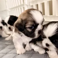 Sandy brindle girl, a female Shih Tzu for sale in Wentzville, MO – Photo 4 of 7