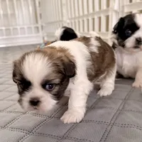 Sandy brindle girl, a female Shih Tzu for sale in Wentzville, MO – Photo 2 of 7