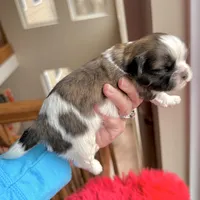 Brindle girl, a female Shih Tzu for sale in Wentzville, MO – Photo 3 of 5