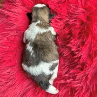 Brindle girl, a female Shih Tzu for sale in Wentzville, MO – Photo 5 of 5