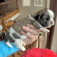 Brindle girl, a female Shih Tzu for sale in Wentzville, MO – Photo 1 of 5