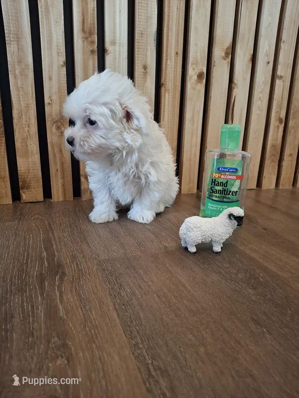 Mrs. White – Maltese puppy for sale in Kearney, NE