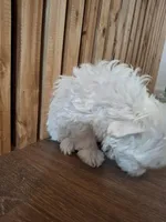 Mrs. White, a female Maltese for sale in Kearney, NE – Photo 5 of 8