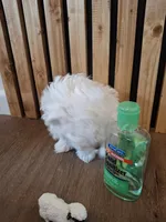 Mrs. White, a female Maltese for sale in Kearney, NE – Photo 7 of 8