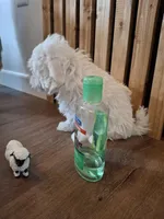 Mrs. White, a female Maltese for sale in Kearney, NE – Photo 8 of 8