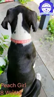 Peach, a female Boxer for sale in Pass Christian, MS – 2 of 4
