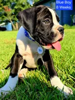 Blue, a male Boxer for sale in Pass Christian, MS – 3 of 5