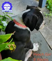 Peach, a female Boxer for sale in Pass Christian, MS – 3 of 4