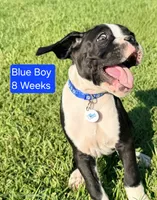 Blue, a male Boxer for sale in Pass Christian, MS – 2 of 5