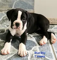 Blue, a male Boxer for sale in Pass Christian, MS – 4 of 5