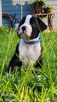 Blue, a male Boxer for sale in Pass Christian, MS – 5 of 5
