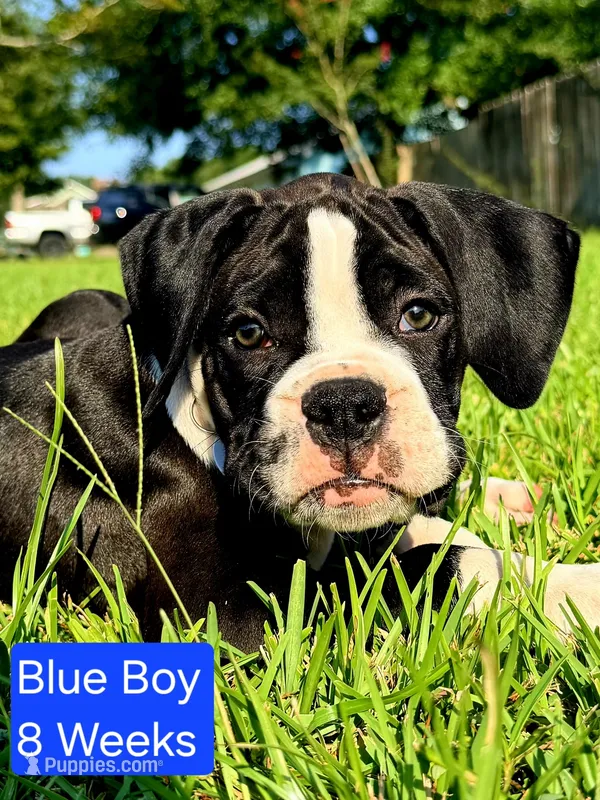 Blue – Boxer puppy for sale in Pass Christian, MS