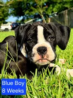 Blue, a male Boxer for sale in Pass Christian, MS – 1 of 5