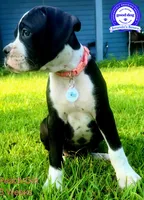 Peach, a female Boxer for sale in Pass Christian, MS – 1 of 4