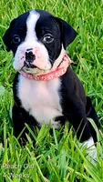 Peach, a female Boxer for sale in Pass Christian, MS – 4 of 4
