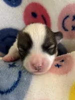 JELLYBEAN-registry, a female Chihuahua for sale in Panama City, FL – 5 of 7