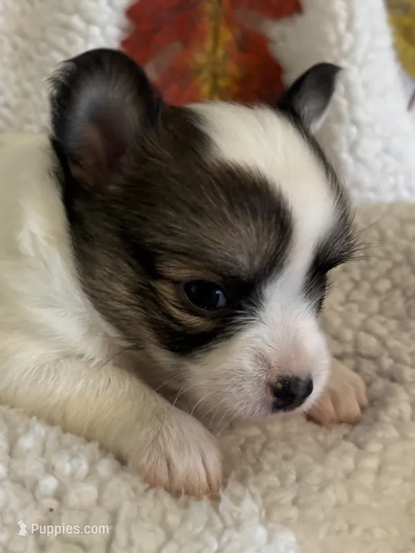 JELLYBEAN-registry – Chihuahua puppy for sale in Panama City, FL