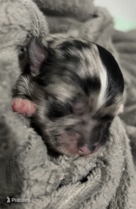MARBLES- registry – Chihuahua puppy for sale in Panama City, FL