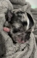 MARBLES- registry, a male Chihuahua for sale in Panama City, FL – 1 of 7